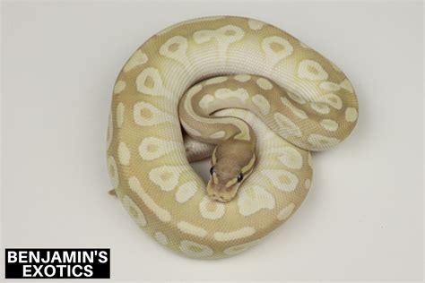 Toradh íomhá ar Mojave Crystal Ball Python