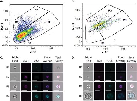 Image result for Combination Cell Cycle Cell Proliferation Flow Cytometry