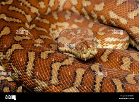 Toradh íomhá ar Central Carpet Python