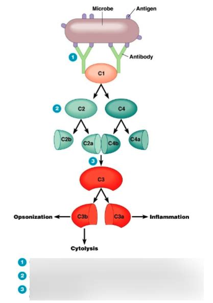Image result for Handwritten Complement Pathway