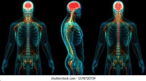 Image result for Human Nervous System Made Easy