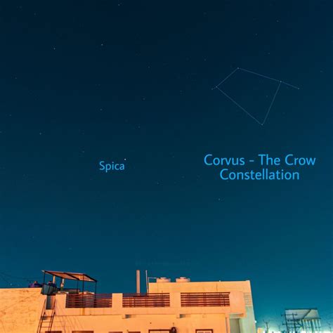 Meet Corvus the Crow | Constellations | EarthSky
