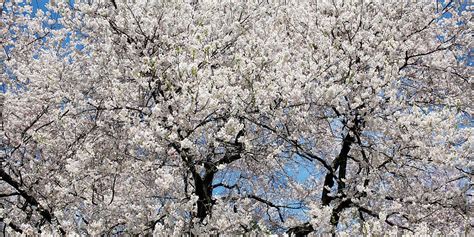 White Flower Tree Identification に対する画像結果