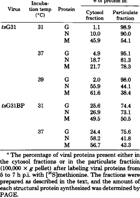 Protein Maturation Process માટે ઇમેજ પરિણામ