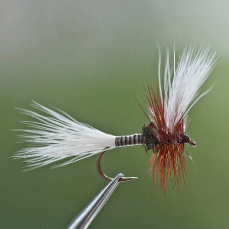 Image result for Cricket Dry Fly Pattern