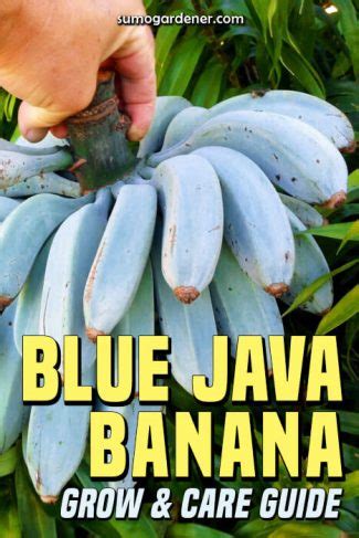 Blue Java Banana Fruit Color Chart に対する画像結果