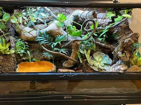 Toradh íomhá ar Snake Ball Python Enclosure