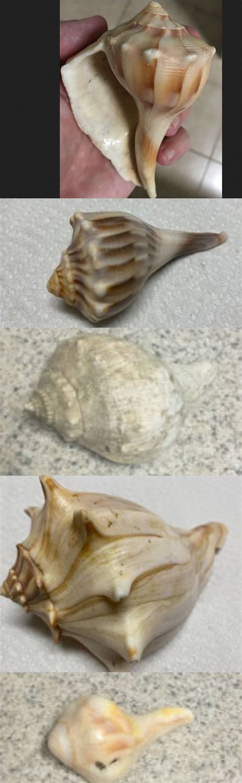 Toradh íomhá ar Types of Whelk Shells