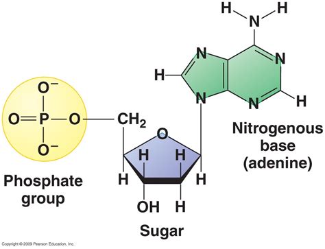 Afbeeldingsresultaten voor Nucleic Acids Homework