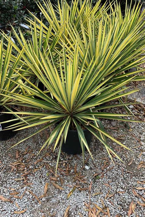 Image result for How to Propagate an Outdoor Yucca