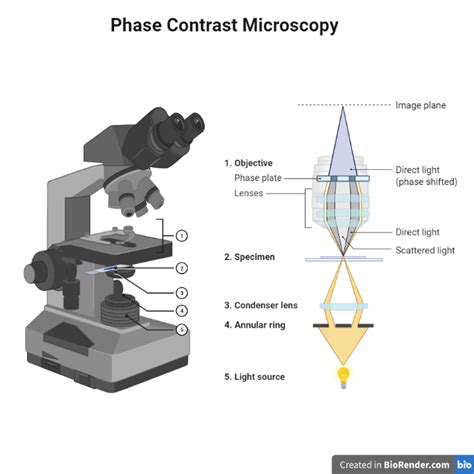 Phase Contrast Microscopy に対する画像結果