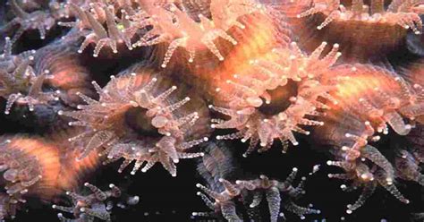 Afbeeldingsresultaten voor Direct Development Biology