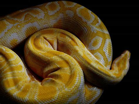 Yellow Python White Screen に対する画像結果