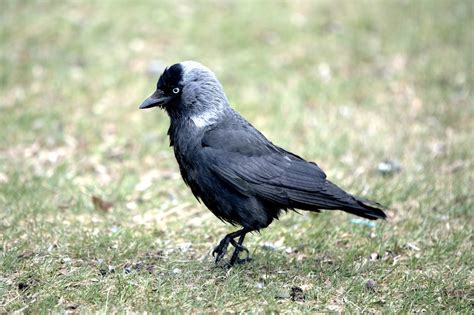 Toradh íomhá ar Crow CAW