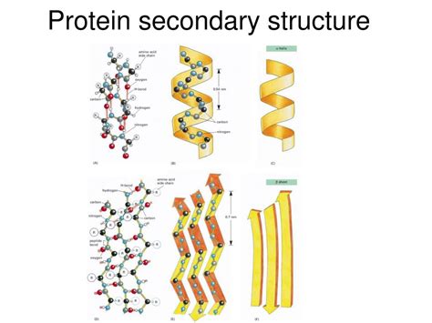 PPT - Protein structures PowerPoint Presentation, free download - ID:839292