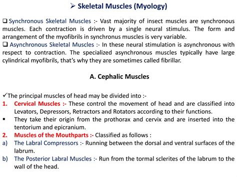 Toradh íomhá ar Synchronous Vs. Asynchronous Muscles Insects