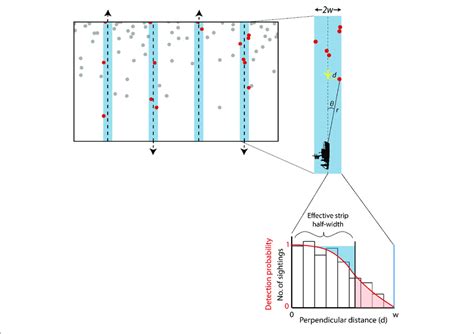 Image result for Line Transect Sampling Method