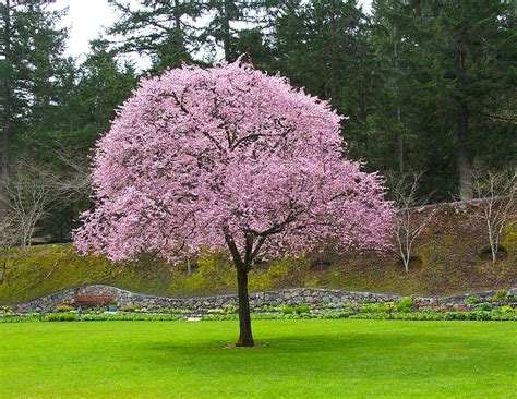 Toradh íomhá ar Flowering Plum Tree Root System