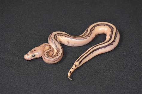 Toradh íomhá ar Super Specter Ball Python