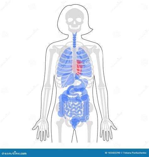 Image result for Female Skeleton Internal Anatomy