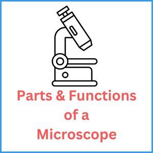 Image result for Functions of Light Microscope Parts