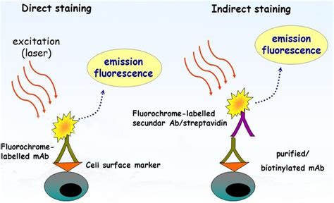 Direct Staining Flow Cytometry - Creative Biolabs