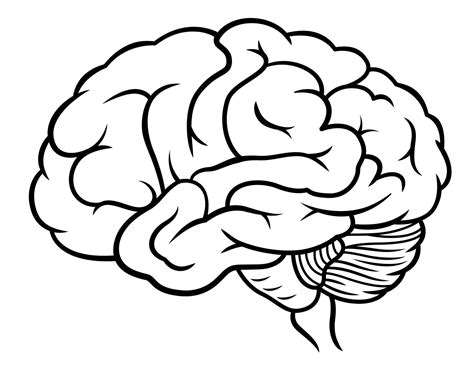 Image result for Brain Network Drawing