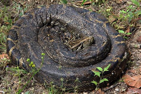 Image result for Burmese Python On Tree