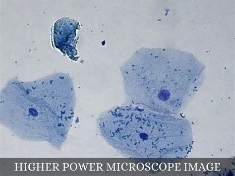 Image result for Human Cheek Cell Microscope