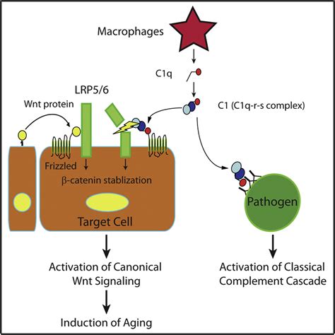 Image result for Complement System C1q Complex