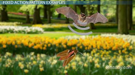 Afbeeldingsresultaten voor Fixed Action Pattern Goose Soccer Ball Supernormal Stimulus Example