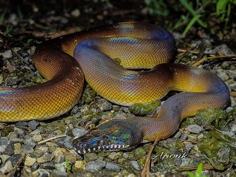 Image result for German Python Dnake