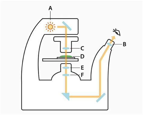 Résultat d’images pour Inverted Microscope Magnifications