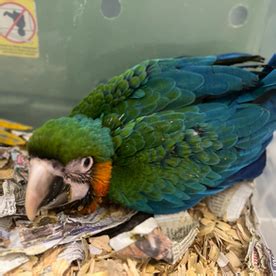 Image result for Ruby Gold Macaw