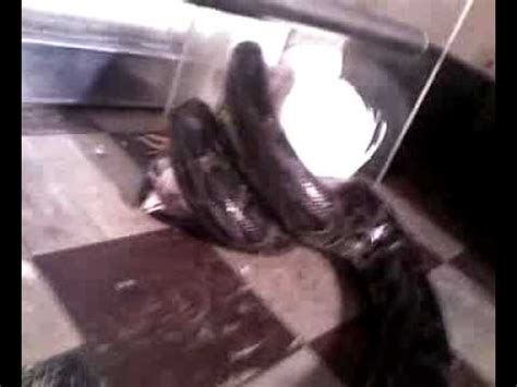 Image result for Burmese Python Eating Live Chicken