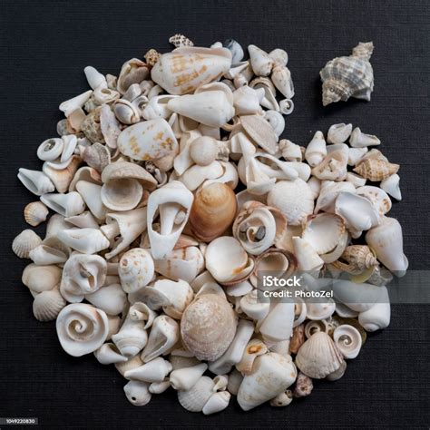 Image result for Sea Shell Shape
