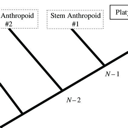 Image result for Tarsiiformes Cladogram