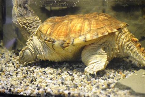 Image result for Snapping Turtle Shell Pattern Swimming