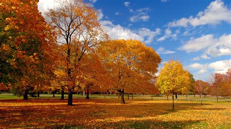 Image result for Fall Trees