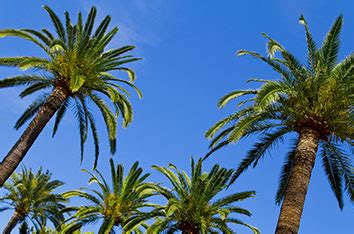 Toradh íomhá ar Houston Tree Types