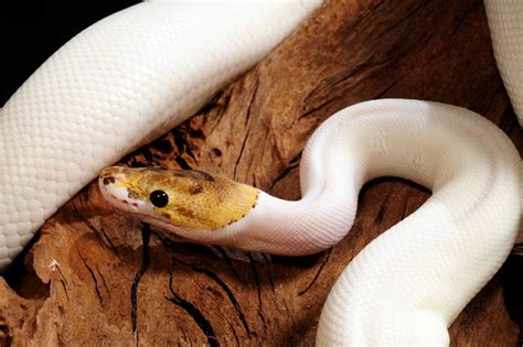 Toradh íomhá ar Red Spectrum Ball Python
