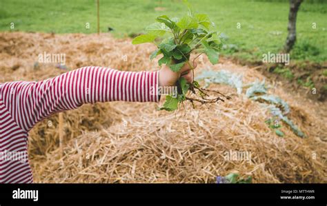 Image result for Plants Grab Boy's Arm