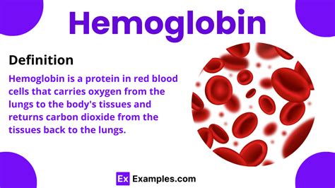 Image result for Hemoglobin Structure and Function