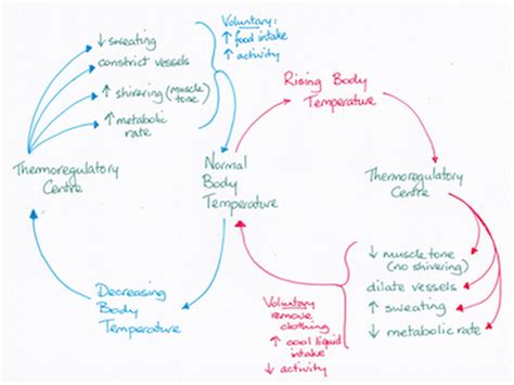 Negative Feedback Loop Fever に対する画像結果