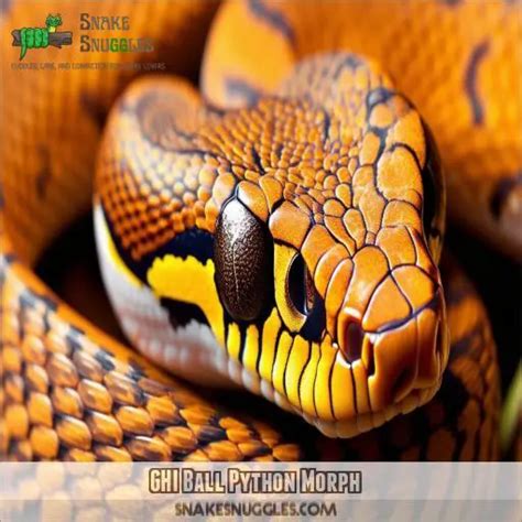 Image result for Ghi Axanthic Ball Python