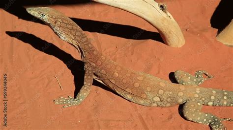 Image result for Largest Monitor Lizard
