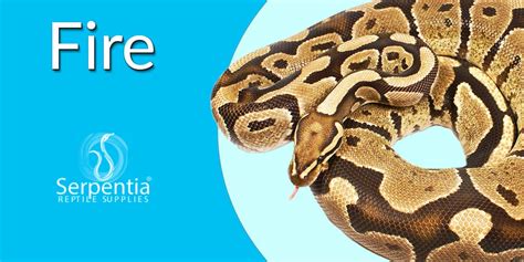 Image result for Ball Python Fire