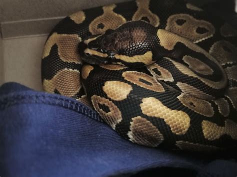 Toradh íomhá ar Ball Python Snake PFP