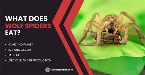 Image result for Huntsman Spider Arizona