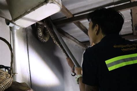 Image result for 7 Metre Python